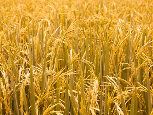 今年稻田黃葉比去年鬧更兇，專家支招幫應對