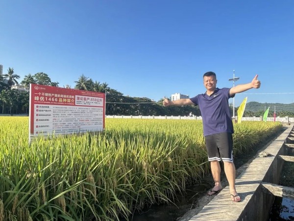 高產(chǎn)！高端優(yōu)質(zhì)稻峰優(yōu)1466海南專家測產(chǎn)驗收斬獲841.44公斤畝產(chǎn)