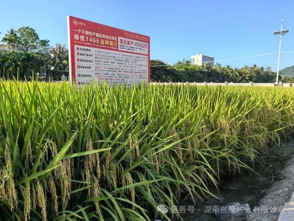 峰優(yōu)1466啥時(shí)候播種最合適？