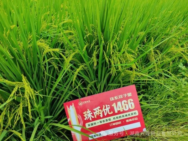 執(zhí)掌“種糧雙劍”！興隆邀你掀動糧市風(fēng)云——糧貿(mào)總經(jīng)理招募令