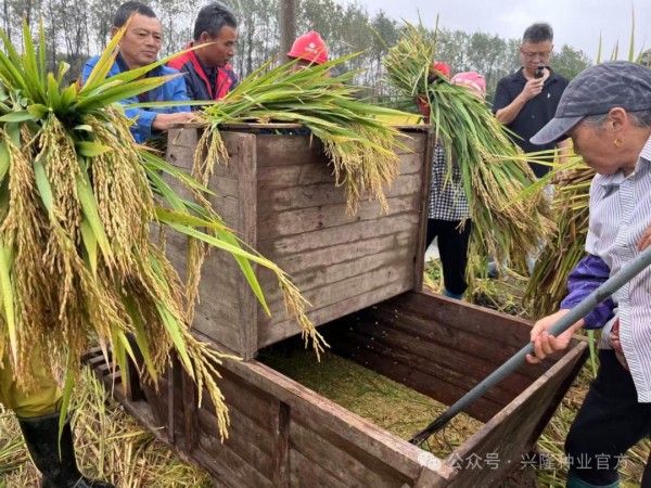 安徽日?qǐng)?bào)丨“亙兩優(yōu)6339”測(cè)產(chǎn)畝產(chǎn)干谷達(dá)1679斤