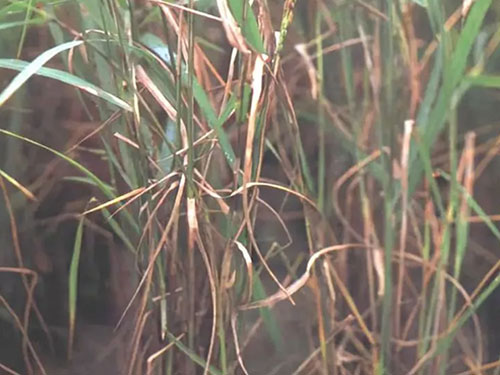 湖南興隆種業(yè)有限公司,長(zhǎng)沙稻谷種植與銷售,長(zhǎng)沙農(nóng)作物品種的選育,長(zhǎng)沙農(nóng)業(yè)病蟲害防治服務(wù)