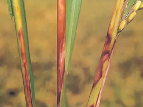 湖南興隆種業(yè)有限公司,長(zhǎng)沙稻谷種植與銷售,長(zhǎng)沙農(nóng)作物品種的選育,長(zhǎng)沙農(nóng)業(yè)病蟲害防治服務(wù)