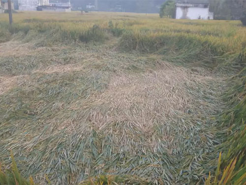 湖南興隆種業(yè)有限公司,長(zhǎng)沙稻谷種植與銷售,長(zhǎng)沙農(nóng)作物品種的選育,長(zhǎng)沙農(nóng)業(yè)病蟲害防治服務(wù)