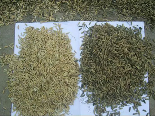 湖南興隆種業(yè)有限公司,長(zhǎng)沙稻谷種植與銷售,長(zhǎng)沙農(nóng)作物品種的選育,長(zhǎng)沙農(nóng)業(yè)病蟲害防治服務(wù)