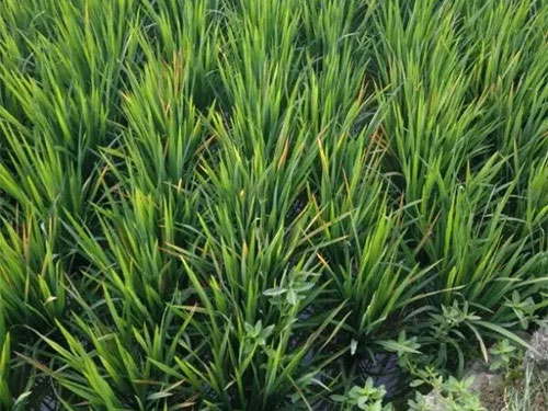 湖南興隆種業(yè)有限公司,長(zhǎng)沙稻谷種植與銷售,長(zhǎng)沙農(nóng)作物品種的選育,長(zhǎng)沙農(nóng)業(yè)病蟲害防治服務(wù)