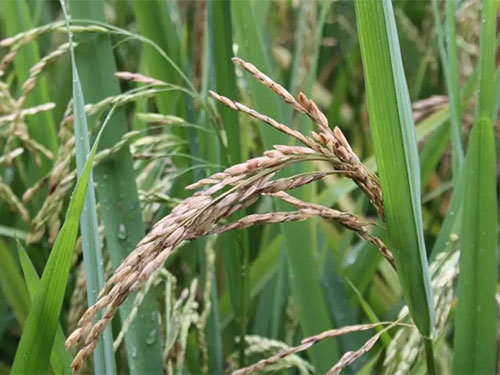 湖南興隆種業(yè)有限公司,長(zhǎng)沙稻谷種植與銷售,長(zhǎng)沙農(nóng)作物品種的選育,長(zhǎng)沙農(nóng)業(yè)病蟲害防治服務(wù)