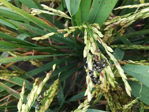 湖南興隆種業(yè)有限公司,長(zhǎng)沙稻谷種植與銷售,長(zhǎng)沙農(nóng)作物品種的選育,長(zhǎng)沙農(nóng)業(yè)病蟲害防治服務(wù)