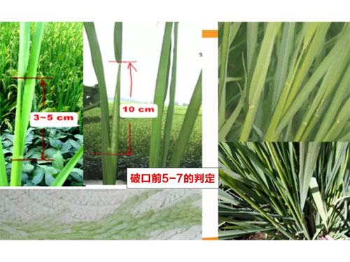 湖南興隆種業(yè)有限公司,長(zhǎng)沙稻谷種植與銷售,長(zhǎng)沙農(nóng)作物品種的選育,長(zhǎng)沙農(nóng)業(yè)病蟲害防治服務(wù)