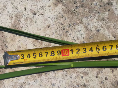 湖南興隆種業(yè)有限公司,長(zhǎng)沙稻谷種植與銷售,長(zhǎng)沙農(nóng)作物品種的選育,長(zhǎng)沙農(nóng)業(yè)病蟲害防治服務(wù)