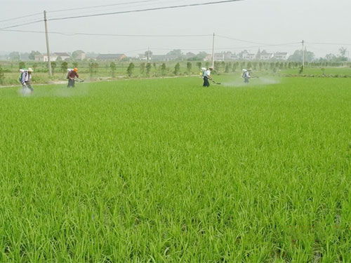 湖南興隆種業(yè)有限公司,長沙稻谷種植與銷售,長沙農(nóng)作物品種的選育,長沙農(nóng)業(yè)病蟲害防治服務(wù)