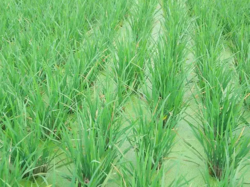 湖南興隆種業(yè)有限公司,長(zhǎng)沙稻谷種植與銷售,長(zhǎng)沙農(nóng)作物品種的選育,長(zhǎng)沙農(nóng)業(yè)病蟲害防治服務(wù)