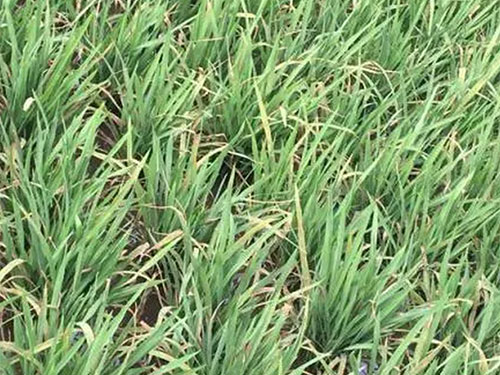 湖南興隆種業(yè)有限公司,長(zhǎng)沙稻谷種植與銷售,長(zhǎng)沙農(nóng)作物品種的選育,長(zhǎng)沙農(nóng)業(yè)病蟲害防治服務(wù)