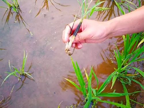 湖南興隆種業(yè)有限公司,長(zhǎng)沙稻谷種植與銷售,長(zhǎng)沙農(nóng)作物品種的選育,長(zhǎng)沙農(nóng)業(yè)病蟲害防治服務(wù)