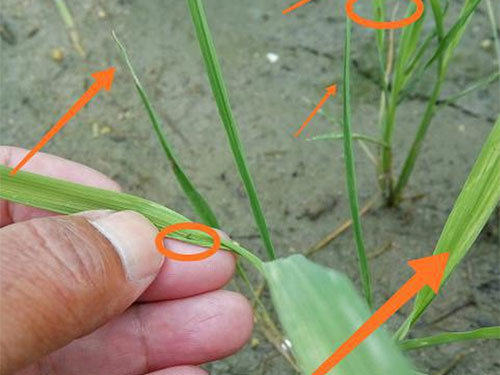 湖南興隆種業(yè)有限公司,長(zhǎng)沙稻谷種植與銷(xiāo)售,長(zhǎng)沙農(nóng)作物品種的選育,長(zhǎng)沙農(nóng)業(yè)病蟲(chóng)害防治服務(wù)