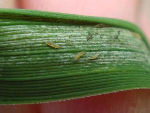 湖南興隆種業(yè)有限公司,長(zhǎng)沙稻谷種植與銷(xiāo)售,長(zhǎng)沙農(nóng)作物品種的選育,長(zhǎng)沙農(nóng)業(yè)病蟲(chóng)害防治服務(wù)