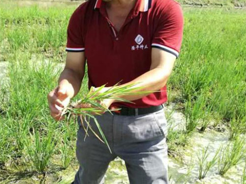 湖南興隆種業(yè)有限公司,長(zhǎng)沙稻谷種植與銷(xiāo)售,長(zhǎng)沙農(nóng)作物品種的選育,長(zhǎng)沙農(nóng)業(yè)病蟲(chóng)害防治服務(wù)