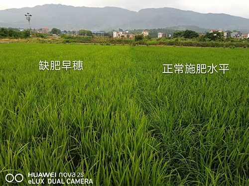 湖南興隆種業(yè)有限公司,長(zhǎng)沙稻谷種植與銷(xiāo)售,長(zhǎng)沙農(nóng)作物品種的選育,長(zhǎng)沙農(nóng)業(yè)病蟲(chóng)害防治服務(wù)