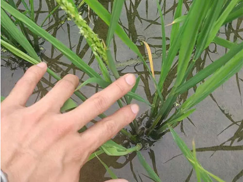 湖南興隆種業(yè)有限公司,長(zhǎng)沙稻谷種植與銷(xiāo)售,長(zhǎng)沙農(nóng)作物品種的選育,長(zhǎng)沙農(nóng)業(yè)病蟲(chóng)害防治服務(wù)