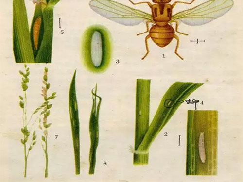 湖南興隆種業(yè)有限公司,長(zhǎng)沙稻谷種植與銷售,長(zhǎng)沙農(nóng)作物品種的選育,長(zhǎng)沙農(nóng)業(yè)病蟲害防治服務(wù) 湖南興隆種業(yè)有限公司,長(zhǎng)沙稻谷種植與銷售,長(zhǎng)沙農(nóng)作物品種的選育,長(zhǎng)沙農(nóng)業(yè)病蟲害防治服務(wù)