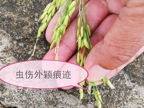 湖南興隆種業(yè)有限公司,長(zhǎng)沙稻谷種植與銷售,長(zhǎng)沙農(nóng)作物品種的選育,長(zhǎng)沙農(nóng)業(yè)病蟲害防治服務(wù) 湖南興隆種業(yè)有限公司,長(zhǎng)沙稻谷種植與銷售,長(zhǎng)沙農(nóng)作物品種的選育,長(zhǎng)沙農(nóng)業(yè)病蟲害防治服務(wù)