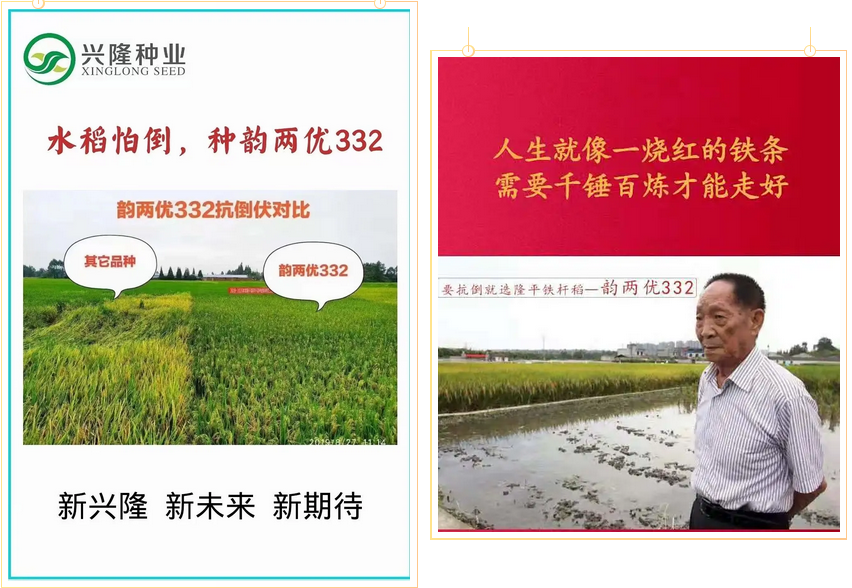 湖南興隆種業(yè)有限公司,長(zhǎng)沙稻谷種植與銷售,長(zhǎng)沙農(nóng)作物品種的選育,長(zhǎng)沙農(nóng)業(yè)病蟲害防治服務(wù)