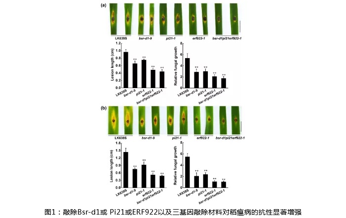 湖南興隆種業(yè)有限公司,長(zhǎng)沙稻谷種植與銷售,長(zhǎng)沙農(nóng)作物品種的選育,長(zhǎng)沙農(nóng)業(yè)病蟲害防治服務(wù)