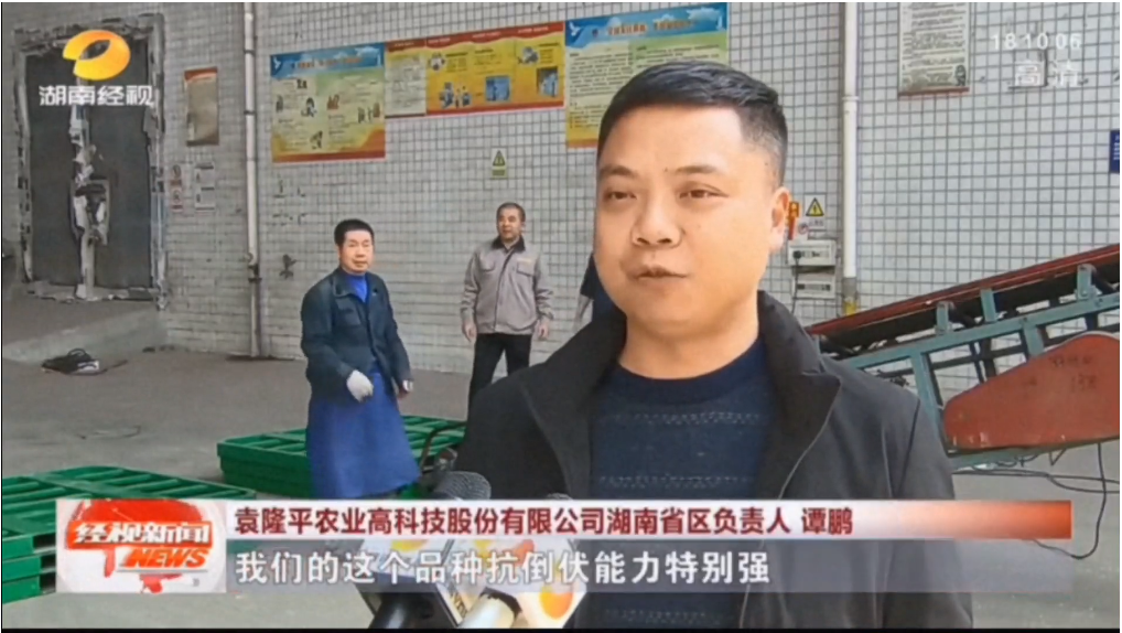 湖南興隆種業(yè)有限公司,長沙稻谷種植與銷售,長沙農作物品種的選育,長沙農業(yè)病蟲害防治服務