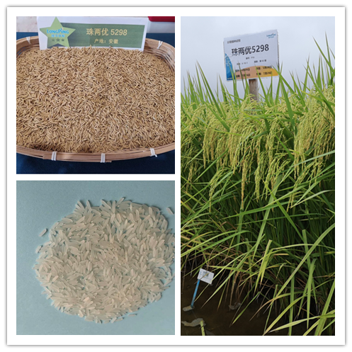 湖南興隆種業(yè)有限公司,長沙稻谷種植與銷售,長沙農(nóng)作物品種的選育,長沙農(nóng)業(yè)病蟲害防治服務 湖南興隆種業(yè)有限公司,長沙稻谷種植與銷售,長沙農(nóng)作物品種的選育,長沙農(nóng)業(yè)病蟲害防治服務