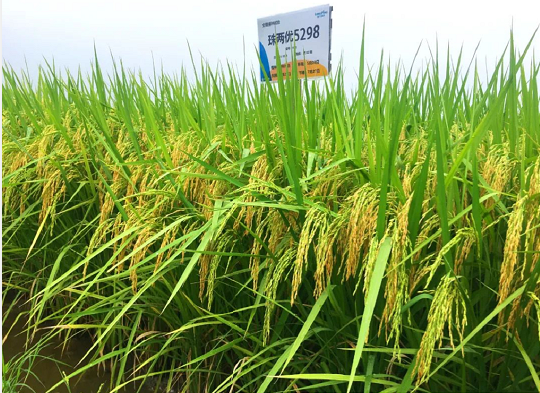 湖南興隆種業(yè)有限公司,長(zhǎng)沙稻谷種植與銷售,長(zhǎng)沙農(nóng)作物品種的選育,長(zhǎng)沙農(nóng)業(yè)病蟲(chóng)害防治服務(wù) 湖南興隆種業(yè)有限公司,長(zhǎng)沙稻谷種植與銷售,長(zhǎng)沙農(nóng)作物品種的選育,長(zhǎng)沙農(nóng)業(yè)病蟲(chóng)害防治服務(wù)