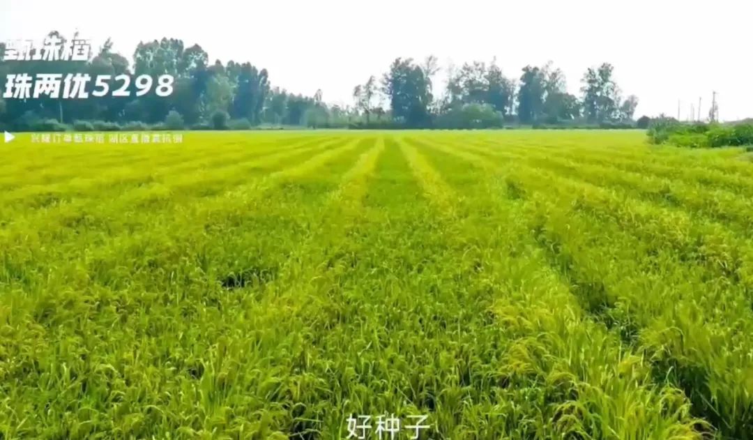 湖南興隆種業(yè)有限公司,長(zhǎng)沙稻谷種植與銷(xiāo)售,長(zhǎng)沙農(nóng)作物品種的選育,長(zhǎng)沙農(nóng)業(yè)病蟲(chóng)害防治服務(wù) 湖南興隆種業(yè)有限公司,長(zhǎng)沙稻谷種植與銷(xiāo)售,長(zhǎng)沙農(nóng)作物品種的選育,長(zhǎng)沙農(nóng)業(yè)病蟲(chóng)害防治服務(wù)