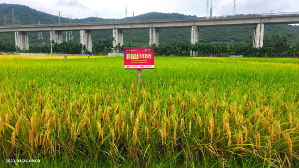 湖南興隆種業(yè)有限公司,長沙稻谷種植與銷售,長沙農作物品種的選育,長沙農業(yè)病蟲害防治服務