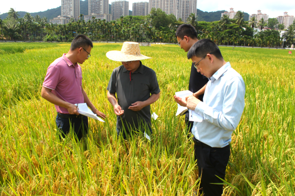 湖南興隆種業(yè)有限公司,長沙稻谷種植與銷售,長沙農作物品種的選育,長沙農業(yè)病蟲害防治服務