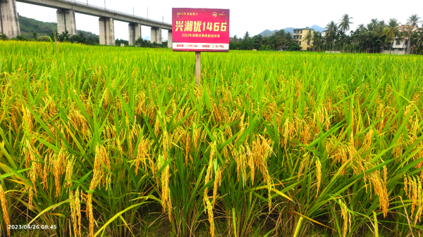 湖南興隆種業(yè)有限公司,長沙稻谷種植與銷售,長沙農作物品種的選育,長沙農業(yè)病蟲害防治服務