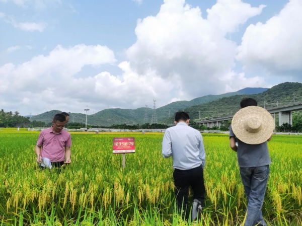 湖南興隆種業(yè)有限公司,長沙稻谷種植與銷售,長沙農作物品種的選育,長沙農業(yè)病蟲害防治服務