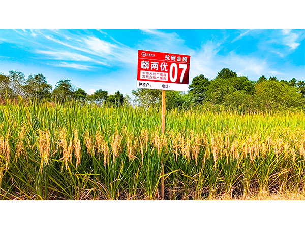 湖南興隆種業(yè)有限公司,長(zhǎng)沙稻谷種植與銷售,長(zhǎng)沙農(nóng)作物品種的選育,長(zhǎng)沙農(nóng)業(yè)病蟲害防治服務(wù)