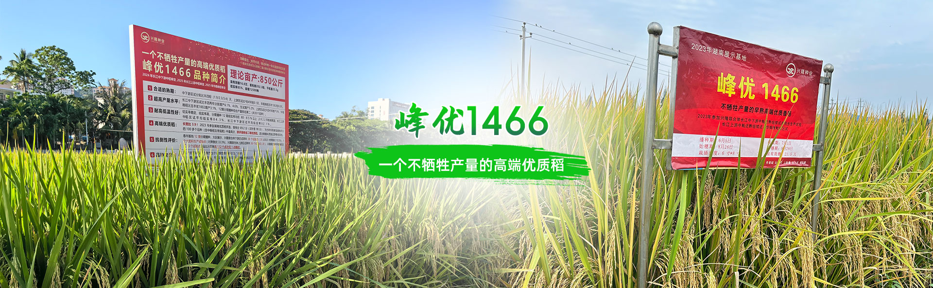 湖南興隆種業(yè)有限公司_長(zhǎng)沙稻谷種植與銷(xiāo)售|長(zhǎng)沙農(nóng)作物品種的選育