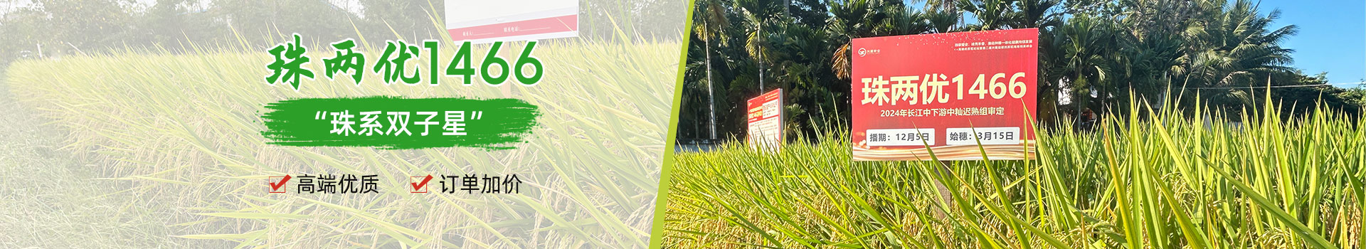 湖南興隆種業(yè)有限公司_長(zhǎng)沙稻谷種植與銷售|長(zhǎng)沙農(nóng)作物品種的選育 湖南興隆種業(yè)有限公司_長(zhǎng)沙稻谷種植與銷售|長(zhǎng)沙農(nóng)作物品種的選育