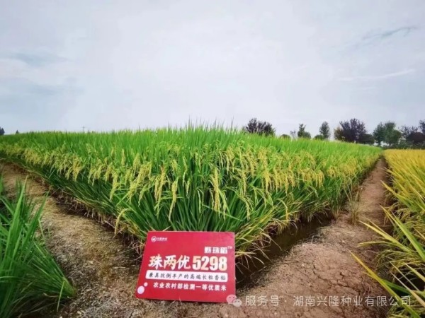 湖南興隆種業(yè)有限公司,長(zhǎng)沙稻谷種植與銷售,長(zhǎng)沙農(nóng)作物品種的選育,長(zhǎng)沙農(nóng)業(yè)病蟲(chóng)害防治服務(wù)