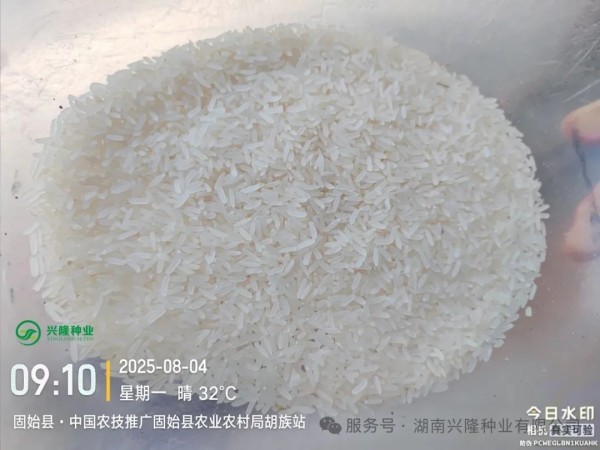 湖南興隆種業(yè)有限公司,長(zhǎng)沙稻谷種植與銷售,長(zhǎng)沙農(nóng)作物品種的選育,長(zhǎng)沙農(nóng)業(yè)病蟲(chóng)害防治服務(wù)