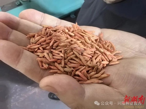 湖南興隆種業(yè)有限公司,長沙稻谷種植與銷售,長沙農(nóng)作物品種的選育,長沙農(nóng)業(yè)病蟲害防治服務(wù)